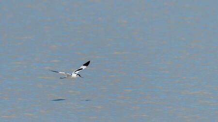 A pied avocet (Recurvirostra avosetta) flying above water, Seewinkel Austriaの写真素材