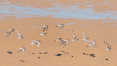 A group of Common ringed plovers (Charadrius hiaticula) flying, sandy beach France, summer