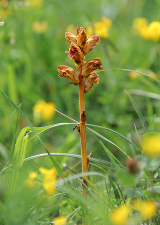 Arrayの写真素材