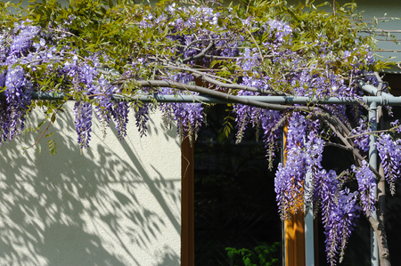 A chinese wisteria (Wisteria sinensis) in springの写真素材
