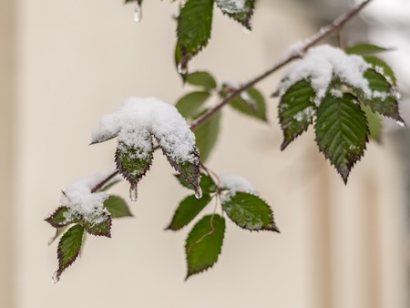 Green leaves of a bramble covered with snow in winter, Vienna Austriaの写真素材