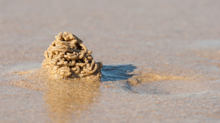 A sandworm (Arenicola marina) on a french beach of the atlantic seaの写真素材