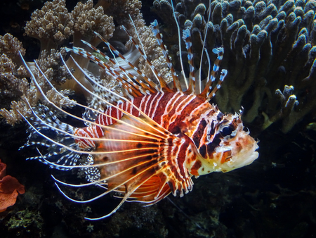 A red lion fish (Pterois volitans) in a salt water aquarium