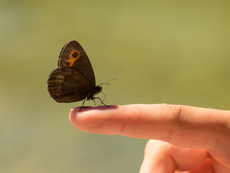 A Scotch Argus (Erebia aethiops) sitting on a finger of a childの写真素材