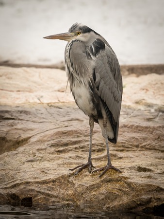 A single grey heron (Ardea cinerea) bird in Austriaの写真素材