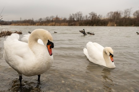 A male and a female white swan (Cygnus olor) in Viennaの写真素材