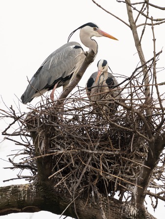 Two grey herons (Ardea cinerea) standing in their nestの写真素材
