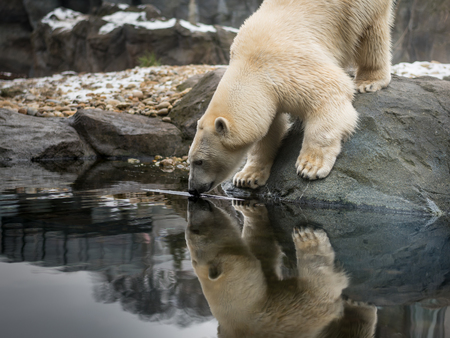 An ice bear, polar bear (Ursus maritimus) drinkingの写真素材