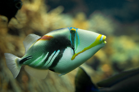 A beautiful colored Picasso triggerfish (Rhinecanthus aculeatus) in a reef tank