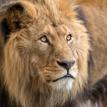 A portrait of a male lion (Panthera leo) in captivityの写真素材