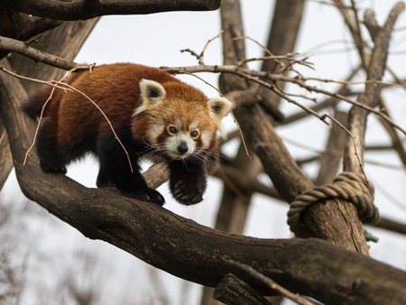 A red panda (Ailurus fulgens) climbing on a treeの写真素材