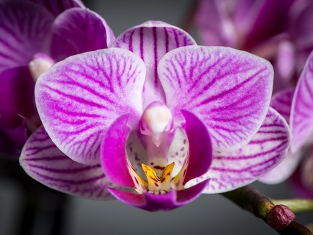 Details of the bud of a small pink orchid (Phalaenopsis)