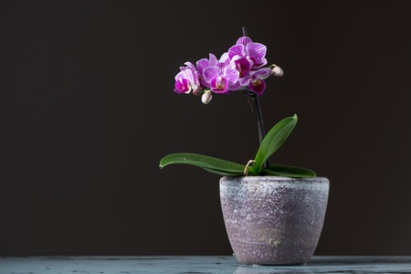 Small pink orchid (Phalaenopsis) in a flower pot, dark backgroundの写真素材