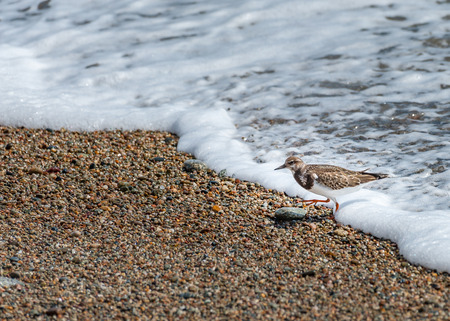 A ruddy turnstone (ruddy turnstone) on a french beach in Normandyの写真素材