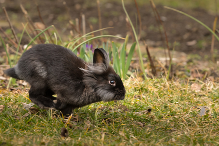 A black dwarf rabbit (lions head) running and jumpingの写真素材