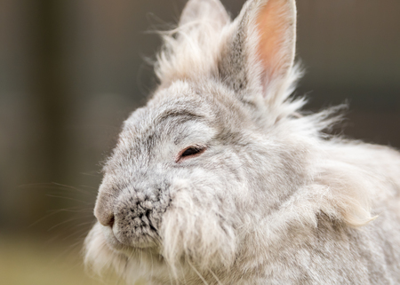 A portrait of a white dwarf rabbit (lions head)の写真素材