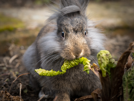 A portrait of a white dwarf rabbit eating a leafの写真素材