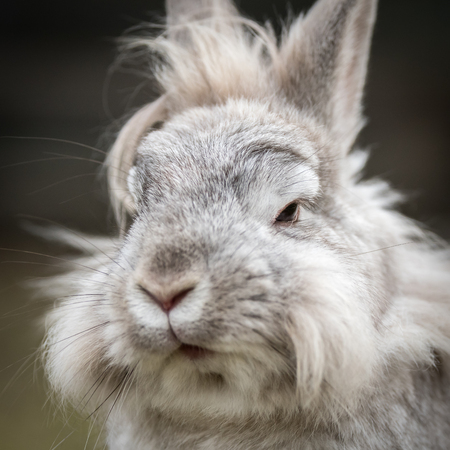 A portrait of a white dwarf rabbit (lions head)の写真素材