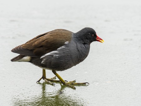 A common moorhen (Gallinula chloropus) on a frozen lake, Waserpark in Vienna Austriaの写真素材