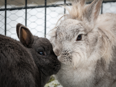 Two dwarf rabbits (a white and a grey one) cleaning each otherの写真素材