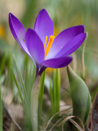 Closeup of a purple crocus blossom in the garden in early spring