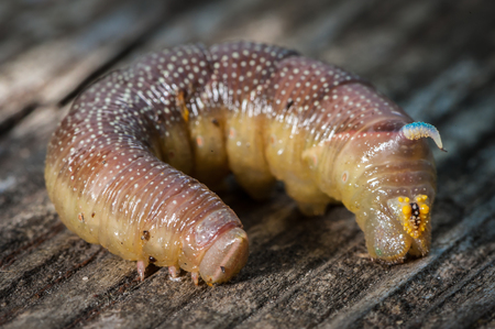 A single caterpillar of a lime hawkmoth (Mimas tiliae)の写真素材