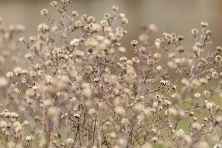 A withered italian aster (Aster amellus) in a garden in autumnの写真素材