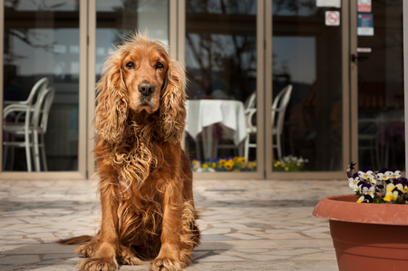 Portrait of a Spaniel dog sitting on a terrace in the sunの写真素材