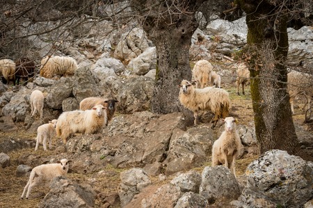 Sheep, lamb on a mediterranean pasture in spring, Cres Croatiaの写真素材