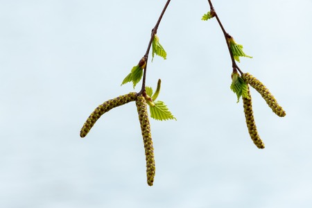 Birch blossom on a sunny day in spring, light background