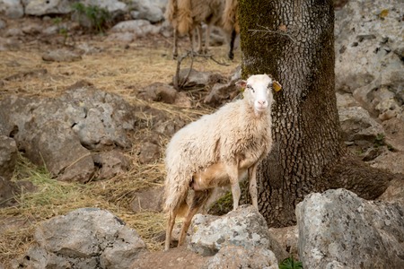 Sheep, lamb on a mediterranean pasture in spring, Cres Croatiaの写真素材