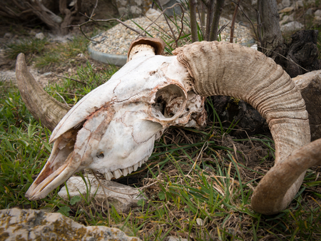 Skull of a sheep with horns lying on the ground, Cres Croatiaの写真素材