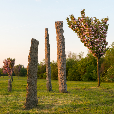 Blooming cherry trees and stone in Japanese park (Kirschenhain Donauinsel Vienna Austria) on a sunny...