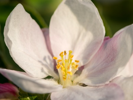 A closeup of an apple tree blossom (Malus domestica) in springの写真素材