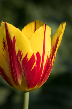 Closeup of a red and yellow colored tulip (Tulipa) in springの写真素材
