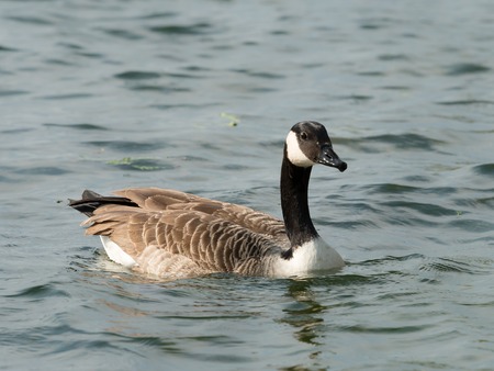 Canada goose (Branta canadensis) swimming on a river in spring, Danube Vienna Austriaの写真素材