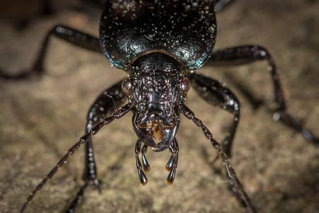 Portrait of a Bronze Carabid (Carabus nemoralis) ground beetle in a forest near Vienna (Austria)の写真素材