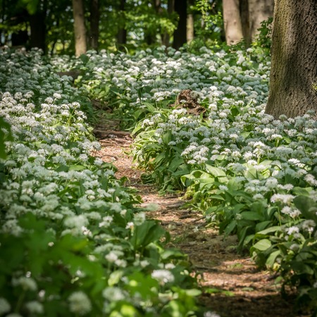 Path through a deciduous forest, wild garlic on a sunny day in springの写真素材