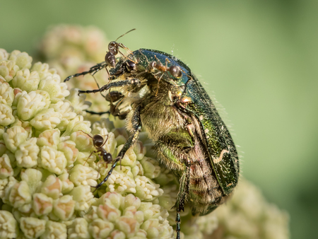 A Flower chafer (Cetonia aurata) sitting attacked by ants