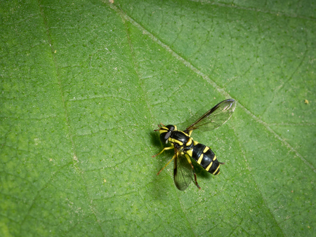 A small black yellow hoverfly (Xanthogramma pedissequum, family Syrphidae) sitting on a green leaf