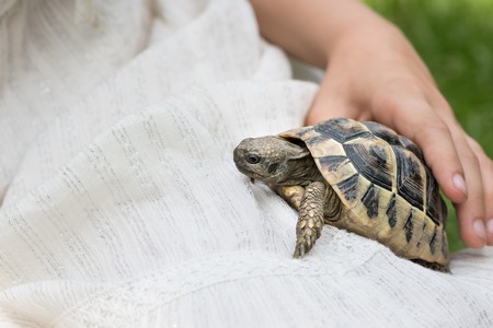 Small girl with a white dress holding a tortoise (Testudo hermanni boettgeri)の写真素材