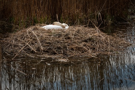 White swan in a nest in spring, water and reedの写真素材