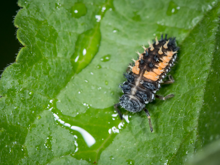 Larva of Asian ladybeetle (Harmonia axyridis, Coccinellidae) sitting on a green leafの写真素材