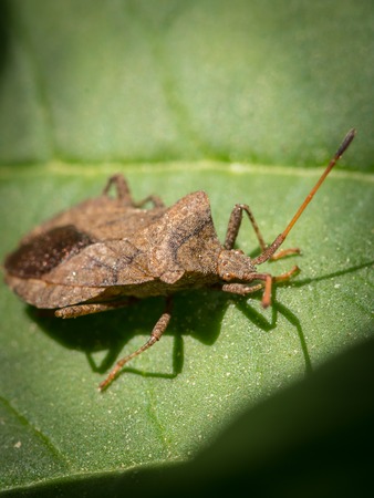 A dock bug (Coreus marginatus, Coreidae) sitting on a green leaf