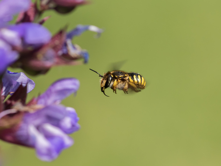 European wool carder bee (Anthidium manicatum, Megachilidae) in flight approaching a purple flower...