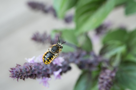 European wool carder bee (Anthidium manicatum, Megachilidae) in flight approaching a purple flowerの写真素材