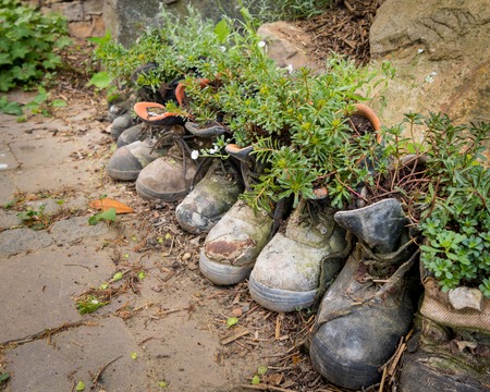 Old hiking boots standing on the floor used as flower pots