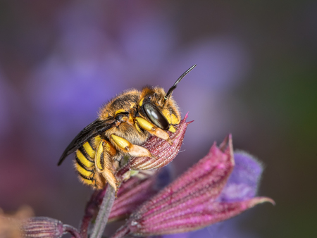 European wool carder bee (Anthidium manicatum, Megachilidae) sitting on a purple flower (Salvia officinalis)の写真素材