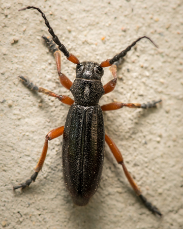 Small longhorn beetle (Dorcadion fulvum, Cerambycidae) sitting on a white wallの写真素材