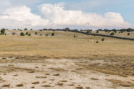 Flock of sheep on a pasture in Cres (Croatia) in springtimeの写真素材